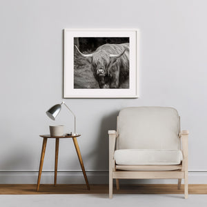 Long horn Highland cow standing still