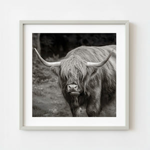 Highland cow portrait in black and white