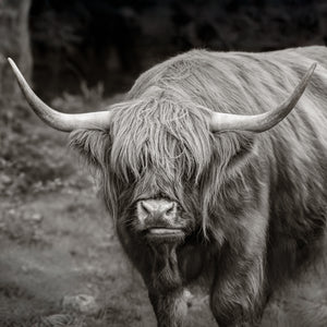 Scottish Highlands cow with long hair