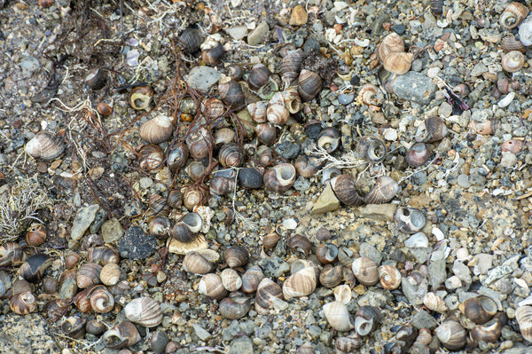 Coastal shoreline photograph