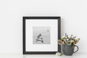 Detailed wing feathers and curved beak of a gull in flight