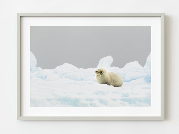 Seal on a sheet of ice light snow falling in Antarctica | Photo Art Print fine art photographic print