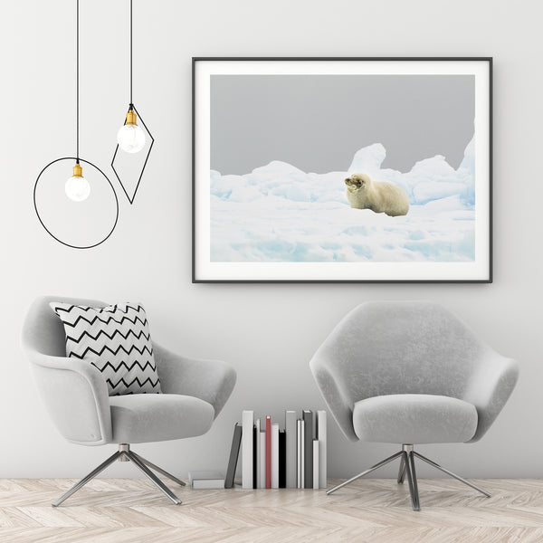 Seal on a sheet of ice light snow falling in Antarctica | Photo Art Print fine art photographic print