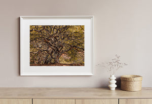 Backcountry forest wall art