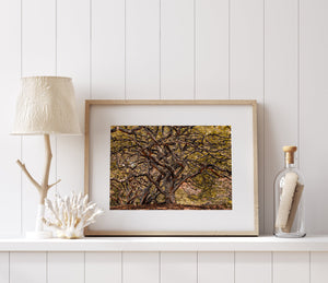 Twisted tree trunks artwork