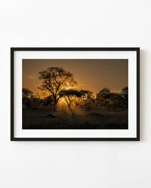 Serengeti acacia trees silhouetted against a golden sunset