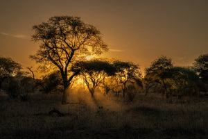 Árboles de la sabana africana al atardecer Arte de pared