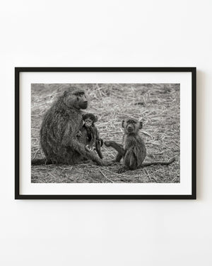 Serengeti baboon mother and infant in black and white