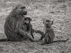 Baboon mother holding an infant beside a young baboon