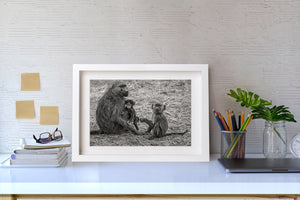 Infant baboon nestled against its mother with a juvenile nearby