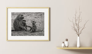 Serengeti wildlife portrait of a baboon and two young