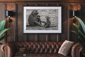 Black and white study of a mother baboon protecting her infant