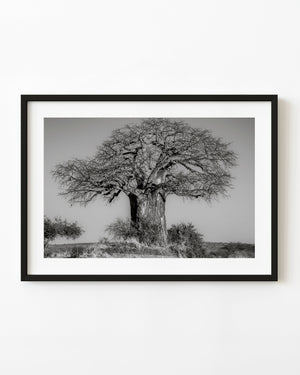 Serengeti baobab tree in black and white