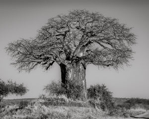 Massive baobab trunk and bare branching canopy against a pale sky