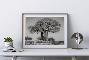 Monochrome portrait of a baobab rising above Serengeti scrub