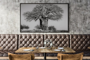 Broad baobab canopy over dry grass and low bushes