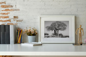 Black and white African landscape dominated by a large baobab