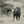 Cape buffalo standing in dry grass with its herd behind