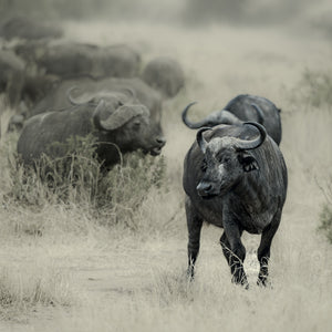 Cape buffalo standing in dry grass with its herd behind