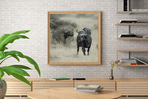 African buffalo facing sideways along a grassy track