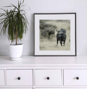 Serengeti buffalo herd in muted tones against pale grass