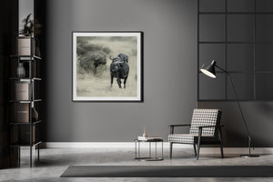 Large Cape buffalo in the foreground of a softly focused herd