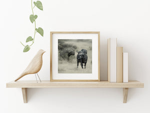 Tanzanian wildlife portrait of buffalo among dry savanna grasses