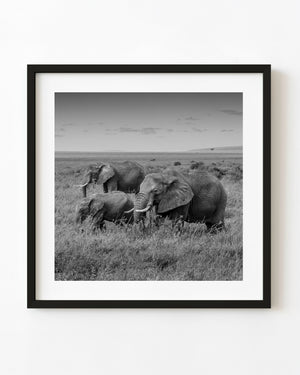 Serengeti elephants and calf in black and white