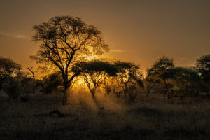 African Savanna Trees at Dusk Wall Art