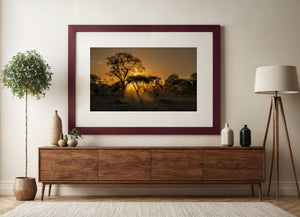 Golden Light Through Acacia Landscape Print
