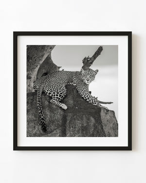 Serengeti leopard resting on a rock in black and white