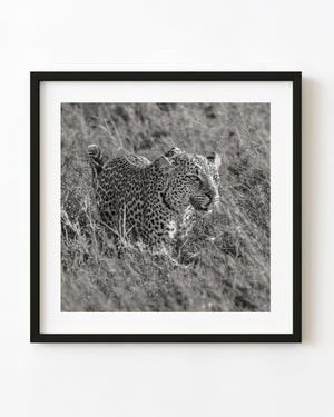 Serengeti leopard stalking through grass in black and white