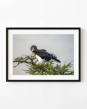 Serengeti martial eagle perched on thorny branches