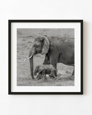 Serengeti mother elephant and calf in black and white