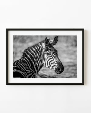 Serengeti zebra portrait in black and white