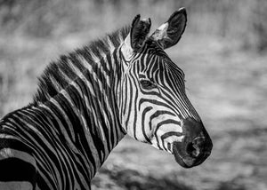 Close view of a zebra head and striped neck against a soft background