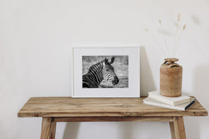 Bold zebra stripes and a short mane in the Serengeti