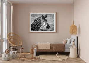 Zebra turning its head toward the camera in black and white
