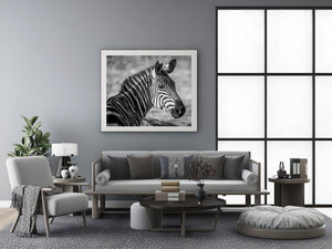 Detailed African zebra portrait with curving facial stripes