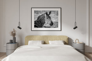 Serengeti zebra with textured muzzle and sharply defined markings