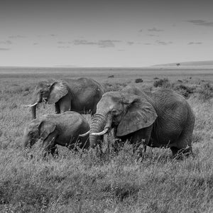 Elephant family with calf walking through tall grass in Tanzania