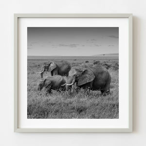 Black and white photograph of three elephants on Serengeti grassland