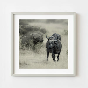 African Cape buffalo walking in Serengeti grassland