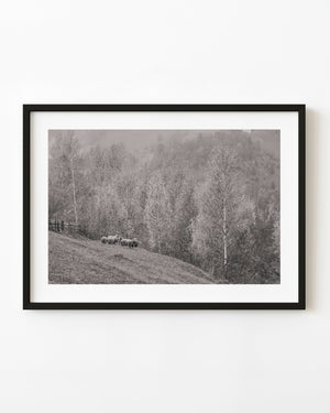 Sheep beside hillside trees in Romania in black and white