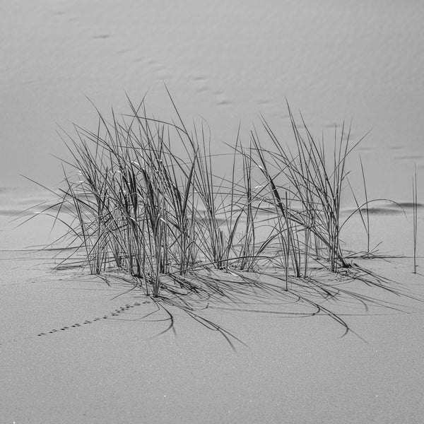 Black and White Desert Grass