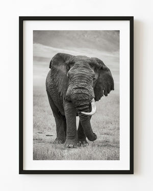 Single-tusk elephant in the Serengeti in black and white