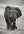 African elephant facing the camera with one curved tusk