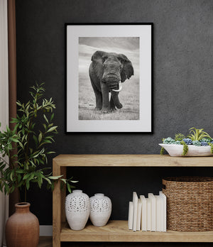 Serengeti elephant standing in dry grass beneath a cloudy sky