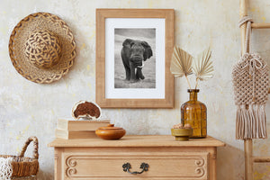 One-tusk elephant with its trunk curling beside its front feet