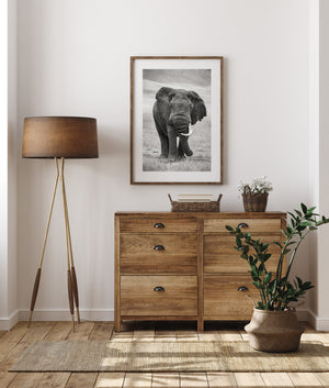 Black and white portrait of a solitary elephant on the savanna